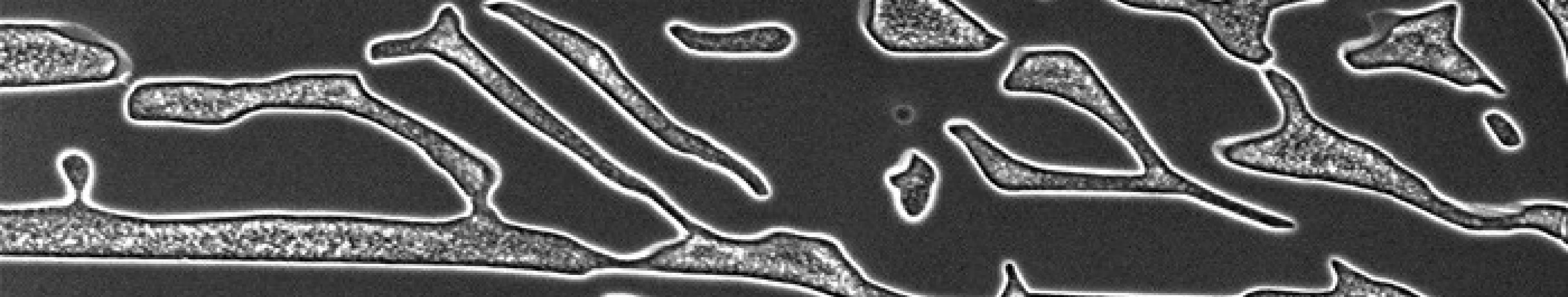 Tescan Material Science SEM